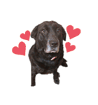 名犬リッチと一輪の花（個別スタンプ：33）