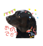 名犬リッチと一輪の花（個別スタンプ：35）