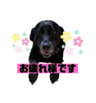 名犬リッチと一輪の花（個別スタンプ：37）