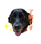 名犬リッチと一輪の花（個別スタンプ：38）