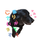名犬リッチと一輪の花（個別スタンプ：39）