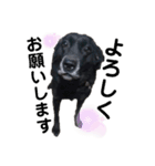 名犬リッチと一輪の花（個別スタンプ：40）