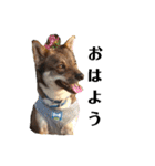 四国犬銀次の一言Part2（個別スタンプ：1）