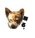 四国犬銀次の一言Part2（個別スタンプ：2）