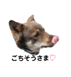 四国犬銀次の一言Part2（個別スタンプ：4）