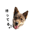 四国犬銀次の一言Part2（個別スタンプ：5）