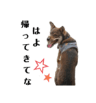 四国犬銀次の一言Part2（個別スタンプ：6）