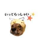 四国犬銀次の一言Part2（個別スタンプ：8）