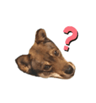 四国犬銀次の一言Part2（個別スタンプ：9）