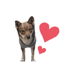 四国犬銀次の一言Part2（個別スタンプ：10）