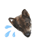 四国犬銀次の一言Part2（個別スタンプ：11）