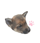 四国犬銀次の一言Part2（個別スタンプ：12）