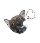四国犬銀次の一言Part2（個別スタンプ：13）