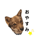 四国犬銀次の一言Part2（個別スタンプ：15）