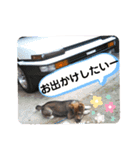 四国犬銀次の一言Part2（個別スタンプ：17）