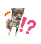 四国犬銀次の一言Part2（個別スタンプ：18）