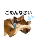 四国犬銀次の一言Part2（個別スタンプ：19）