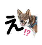四国犬銀次の一言Part2（個別スタンプ：21）