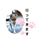 四国犬銀次の一言Part2（個別スタンプ：23）