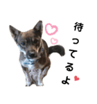四国犬銀次の一言Part2（個別スタンプ：24）