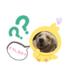 綾加（個別スタンプ：12）