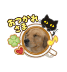 綾加（個別スタンプ：39）