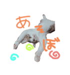 ひなたつめあわせ（個別スタンプ：8）