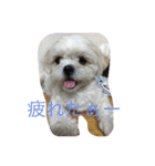 トイプードルとシーズー？（個別スタンプ：8）