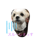 トイプードルとシーズー？（個別スタンプ：15）