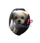 トイプードルとシーズー？（個別スタンプ：17）