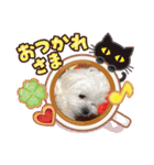マルチーズと赤ちゃん（個別スタンプ：23）
