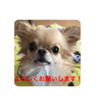 チビの日々（個別スタンプ：7）