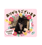 ねこの気持ち、うに＆めい（個別スタンプ：3）