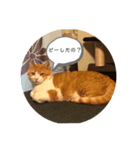 ねこの気持ち、うに＆めい（個別スタンプ：4）