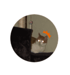 ねこの気持ち、うに＆めい（個別スタンプ：6）