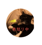 ねこの気持ち、うに＆めい（個別スタンプ：7）