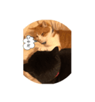 ねこの気持ち、うに＆めい（個別スタンプ：8）