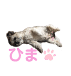 シーズー☆マメ（個別スタンプ：1）