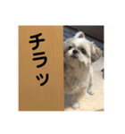 シーズー☆マメ（個別スタンプ：4）