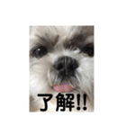 シーズー☆マメ（個別スタンプ：6）