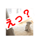 シーズー☆マメ（個別スタンプ：7）
