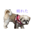 シーズー☆マメ（個別スタンプ：10）