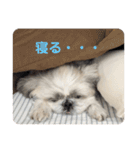 シーズー☆マメ（個別スタンプ：12）