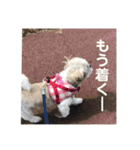 シーズー☆マメ（個別スタンプ：14）