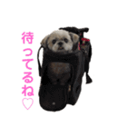 シーズー☆マメ（個別スタンプ：16）
