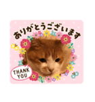 ねこの気持ち 男の子編（個別スタンプ：2）