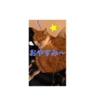 ねこの気持ち 男の子編（個別スタンプ：4）
