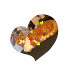ねこの気持ち 男の子編（個別スタンプ：5）