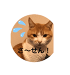 ねこの気持ち 男の子編（個別スタンプ：6）