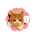 ねこの気持ち 男の子編（個別スタンプ：7）